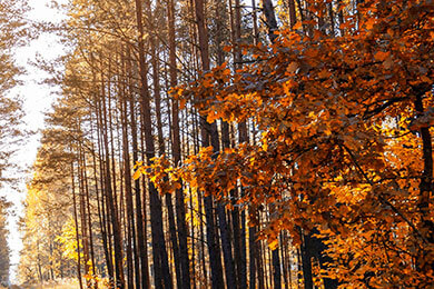 开云体育登录-印尼羽毛球队血洗印度羽毛球队，安赛龙惊艳世界