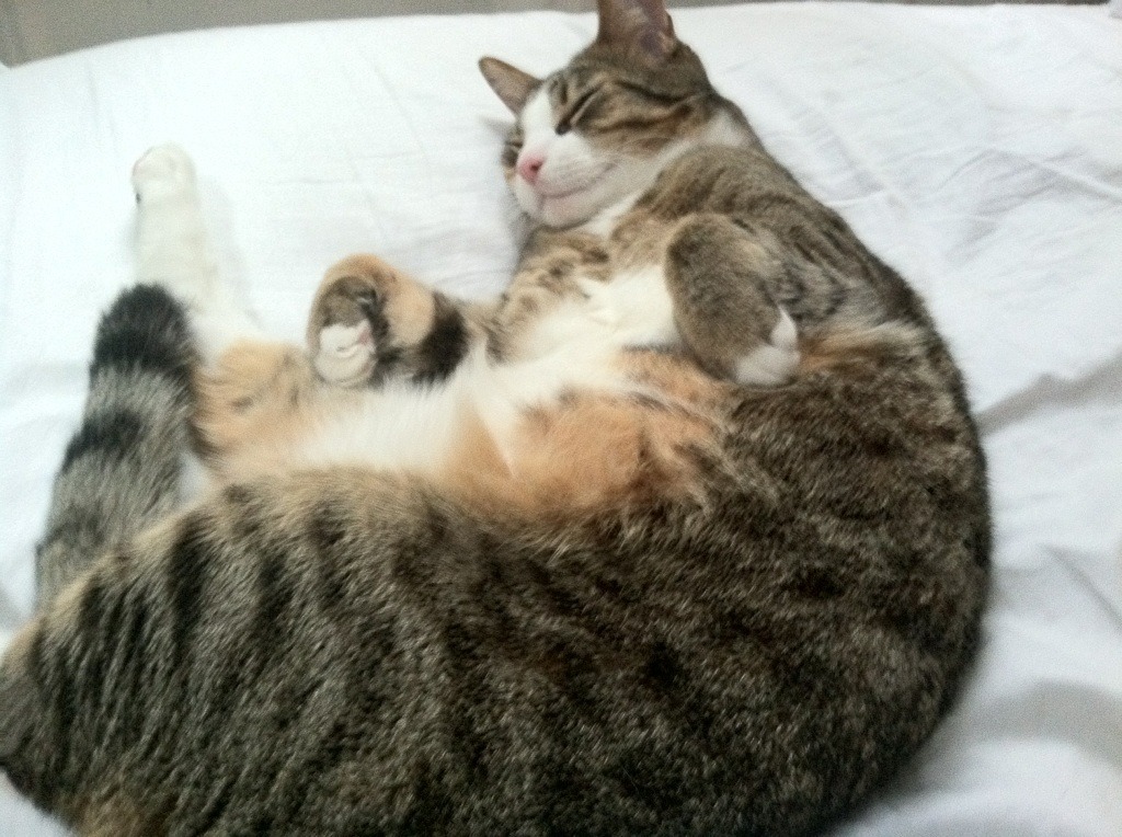 绝境烽火！深圳队血战五局逆袭爵士，决胜时刻天神下凡